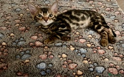 Bengal cats for sale: Stunning full pedigree bengal kittens *READY*  - Image 1