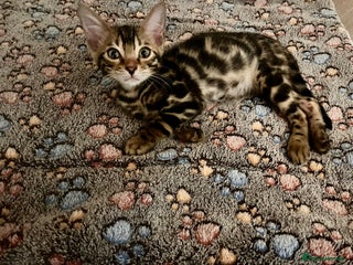 Bengal cats - Advert 3