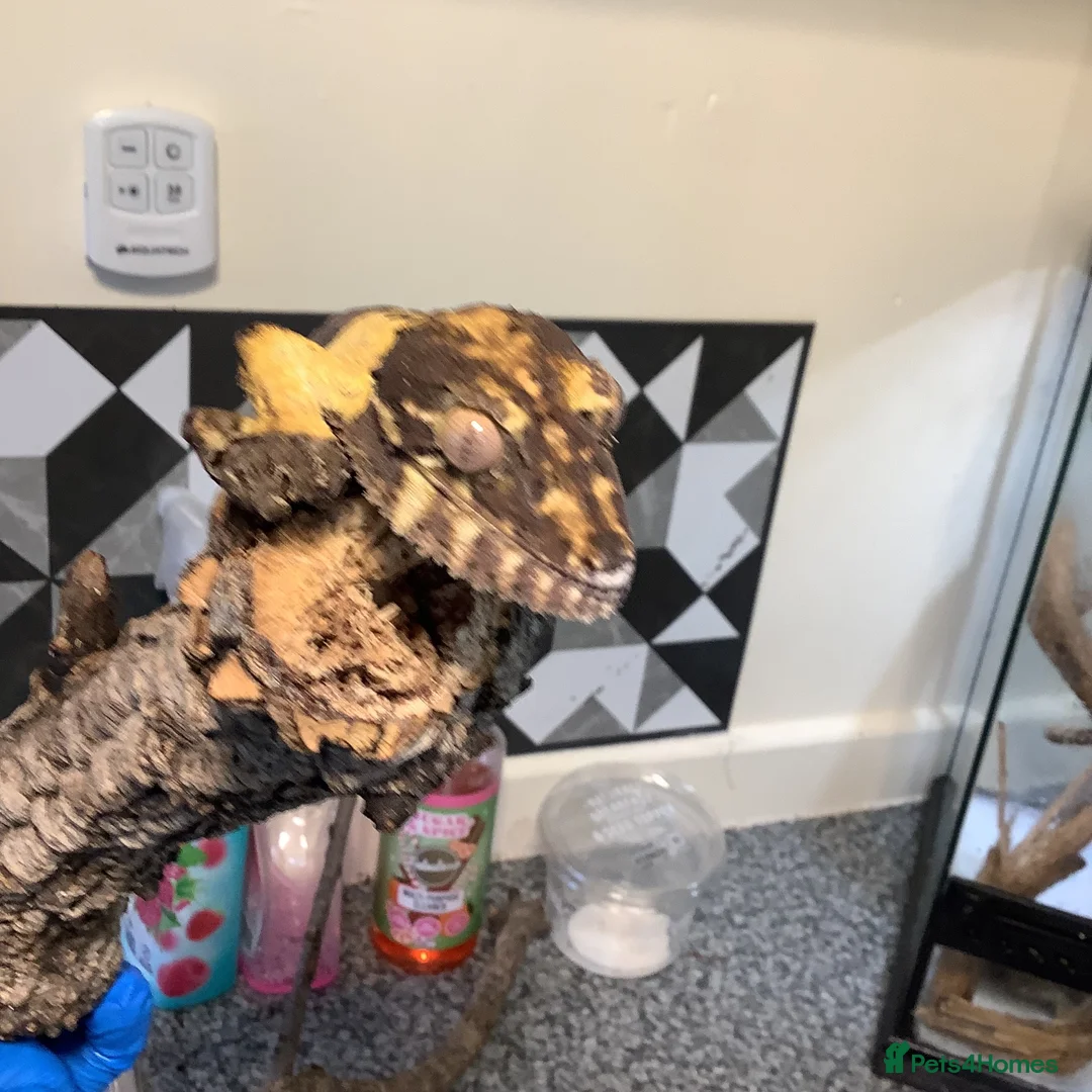 Lizard reptiles for sale: Leaf tail gecko - Advert 2