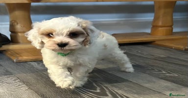 Cockapoo dogs BEAUTIFUL HEALTH CLEAR F1 COCKAPOOS - Advert 10