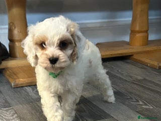 Cockapoo dogs BEAUTIFUL HEALTH CLEAR F1 COCKAPOOS - Advert 7