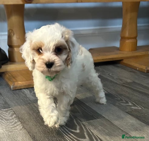 Cockapoo dogs BEAUTIFUL HEALTH CLEAR F1 COCKAPOOS - Advert 12