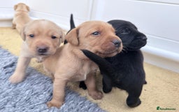 Labrador Retriever dogs for sale: Beautiful Golden and Black Labrador Puppies - Image 4