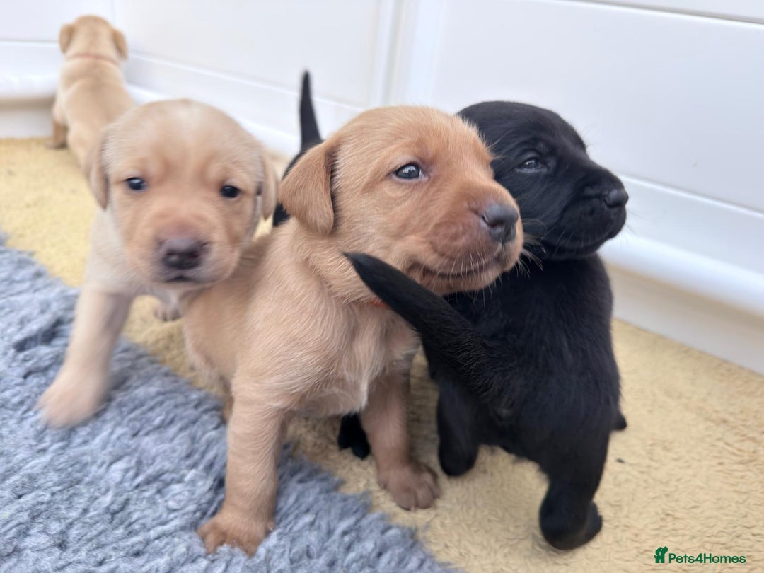 Labrador Retriever dogs for sale: Beautiful Golden and Black Labrador Puppies - Image 4