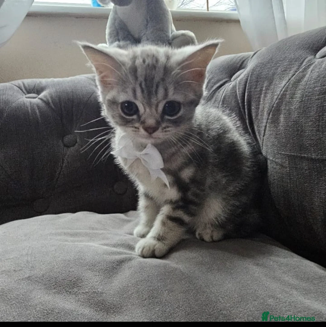 British Shorthair cats for sale: 1 Adorable boy left!!! - Advert 2