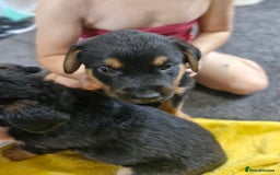 Mixed Breed dogs for sale: Rottweiller x german shepherd  - Image 6