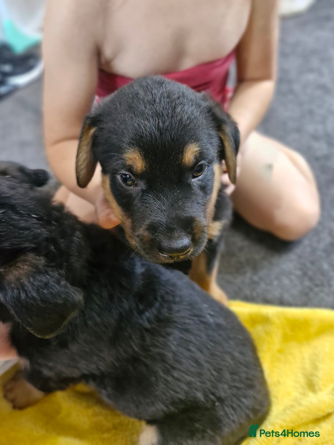 Mixed Breed dogs for sale: Rottweiller x german shepherd  - Image 6