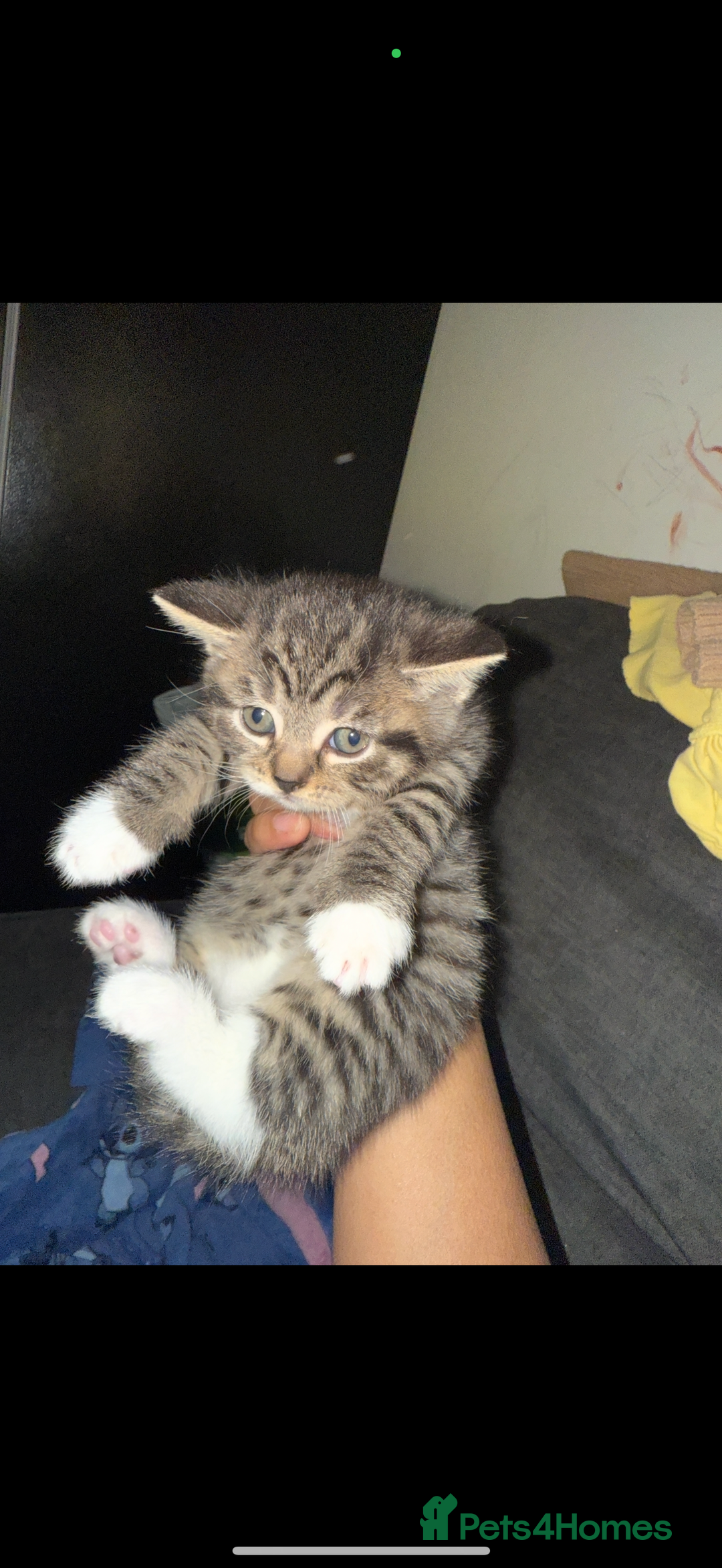 British Shorthair cats for sale: British short hair mixed kittens  - Advert 1