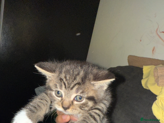 British Shorthair cats British short hair mixed kittens - Advert 3