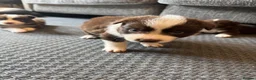 Border Collie dogs for sale: Our Bred Border Collie Puppies For Sale - Advert 14