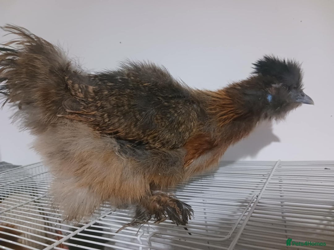 Chickens poultry for sale: 2 x Young Silkie Chickens (Roo and SR) - Advert 3