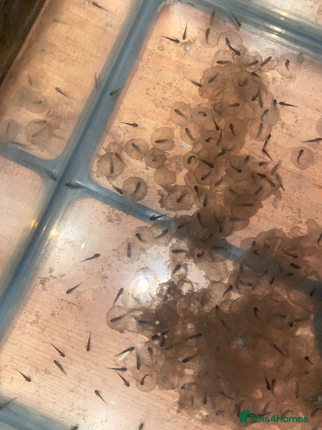 Axolotl reptiles for sale: Axolotl babies - Advert 2