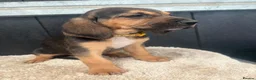 Bloodhound dogs for sale: Stunning bloodhound puppies  - Advert 8