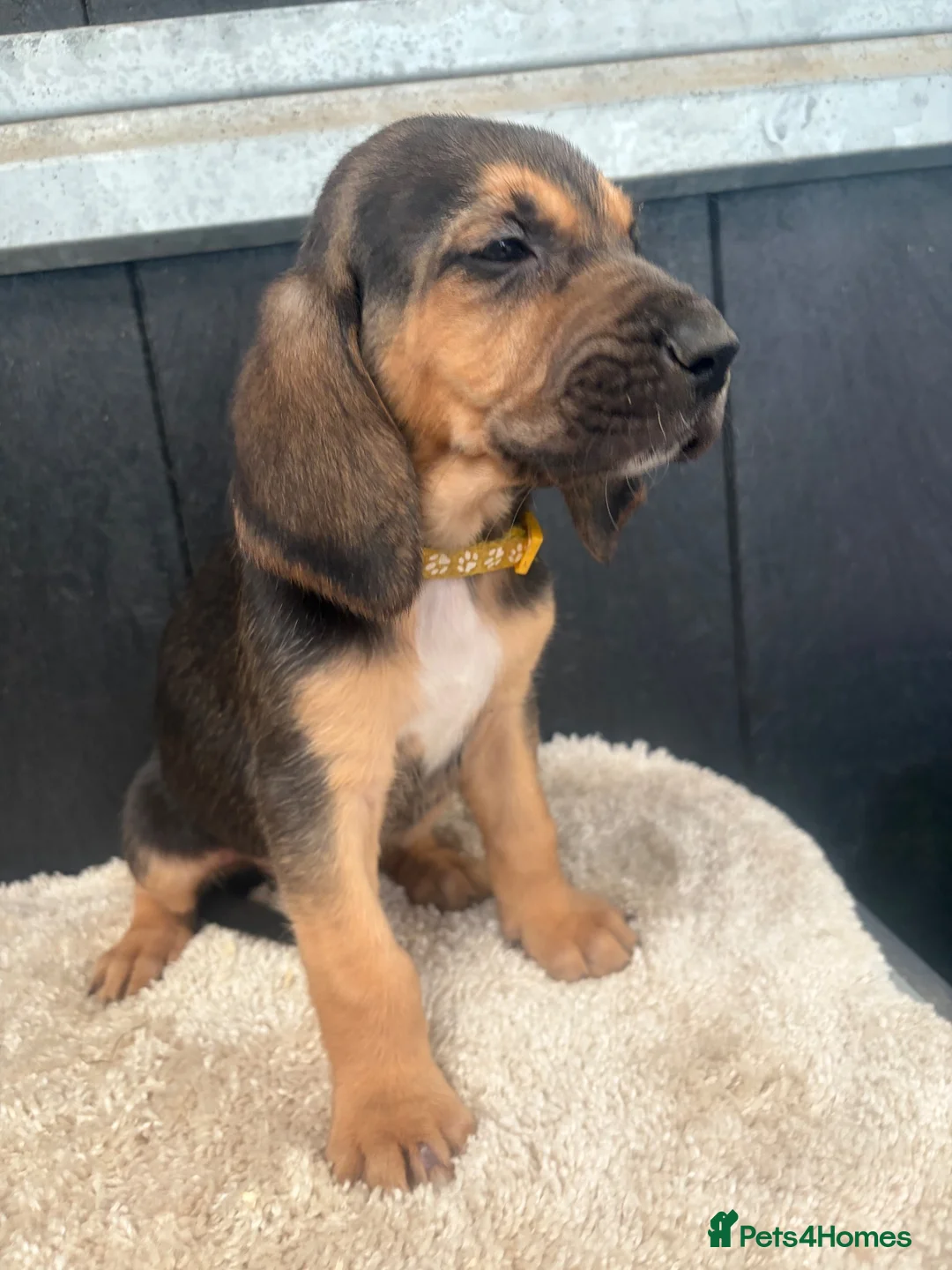 Bloodhound dogs for sale: Stunning bloodhound puppies  - Advert 8