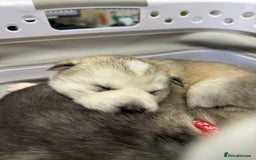 Siberian Husky dogs for sale: 1 female and 2 male huskies for sale - Advert 15