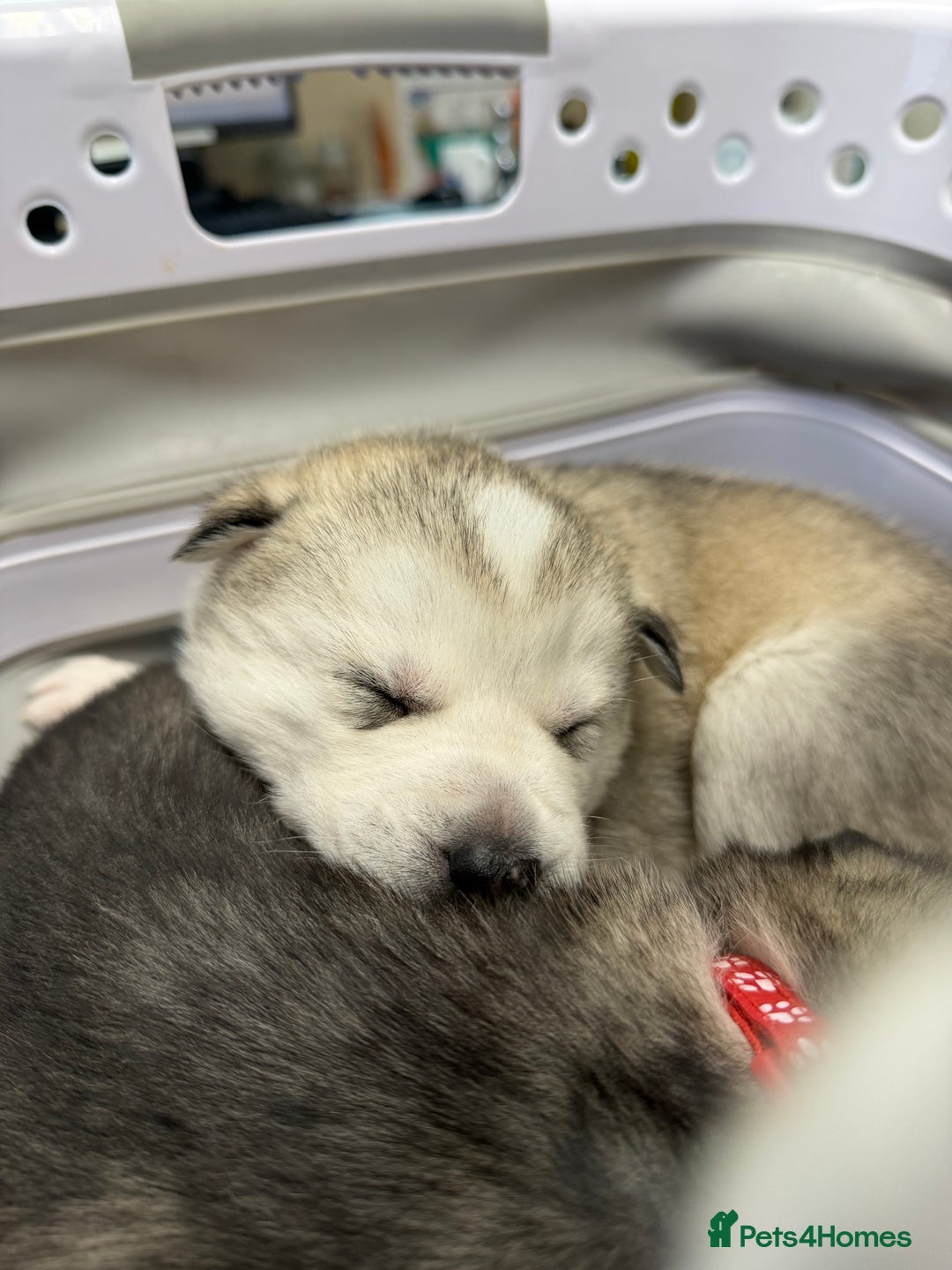 Siberian Husky dogs for sale: 1 female and 2 male huskies for sale - Advert 15