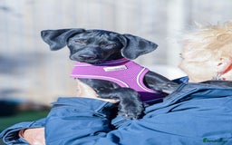 Mixed Breed dogs for adoption: Lively Little Bean - Image 14