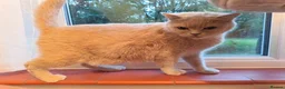 British Shorthair cats for sale: British Shorthair Lilac and Cream GCCF registered  - Advert 12