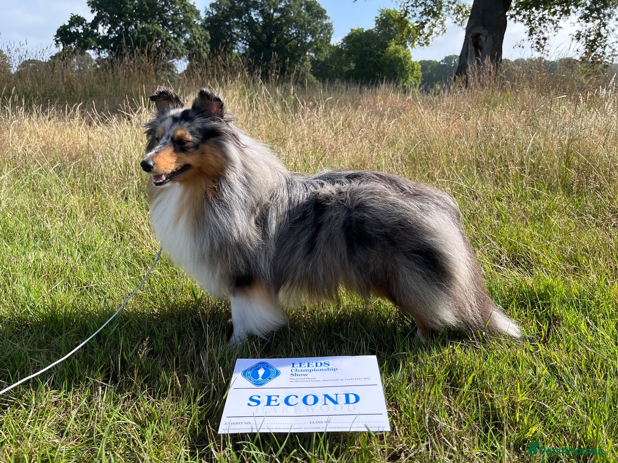 Shetland Sheepdog dogs Shy Sheltie Girl - Advert 8