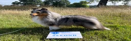 Shetland Sheepdog dogs for sale: Shy Sheltie Girl in Girvan - Advert 1