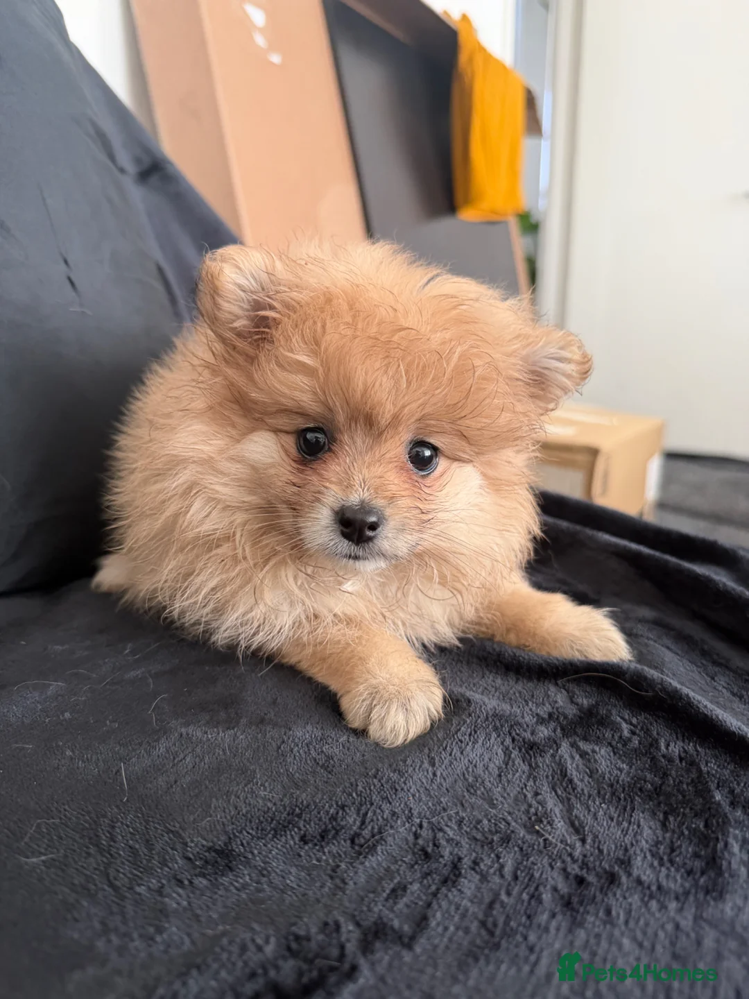 Pomeranian dogs for sale: Pomeranian  - Advert 1
