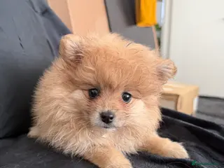 Pomeranian dogs Pomeranian - Advert 9