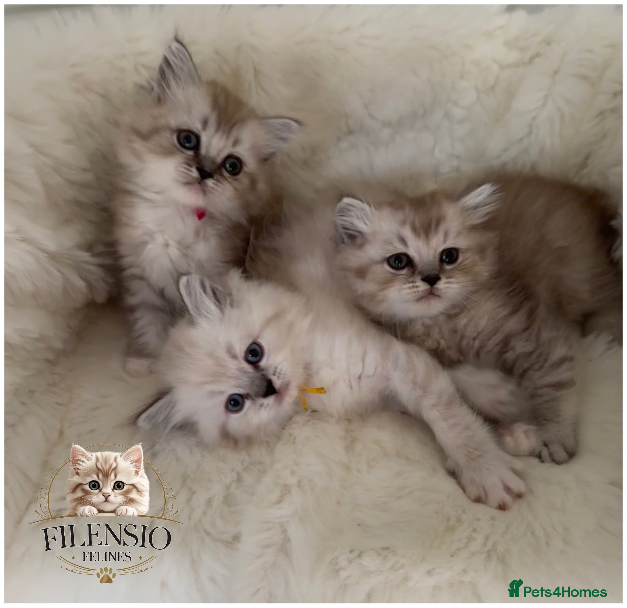 RagaMuffin cats Purebred RagaMuffin Kittens  - Advert 7