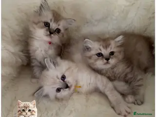 RagaMuffin cats Purebred RagaMuffin Kittens - Advert 7