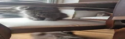 British Longhair cats for sale: Gorgeous British Blue longhair kittens - Advert 21
