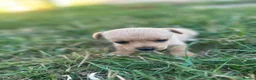 Mixed Breed dogs for sale: Beautiful pomjacks for sale - Advert 15