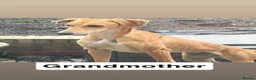 Lurcher dogs for sale: Collie Saluki Greyhound pups - Advert 7