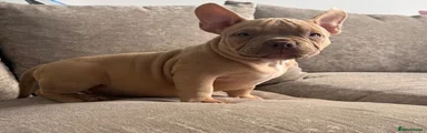 American Bully 3