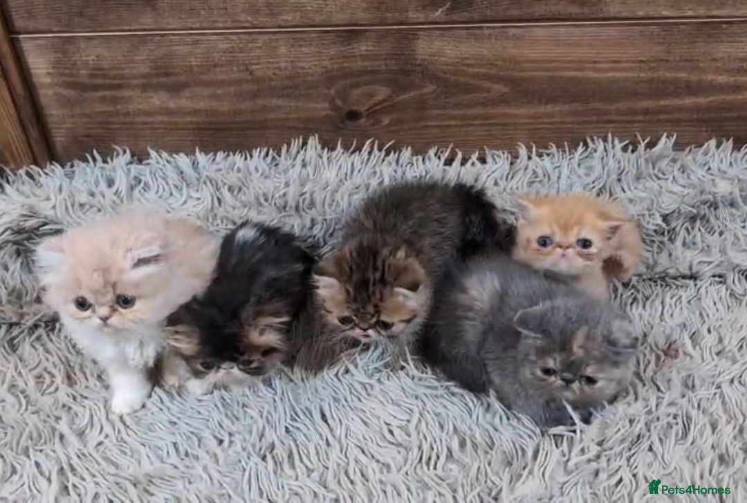 Persian cats for sale: Persian Kittens For Sale - Advert 1