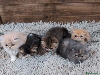 Persian cats Persian Kittens For Sale - Advert 4