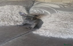 French Bulldog dogs for sale: Miss katie - Image 1