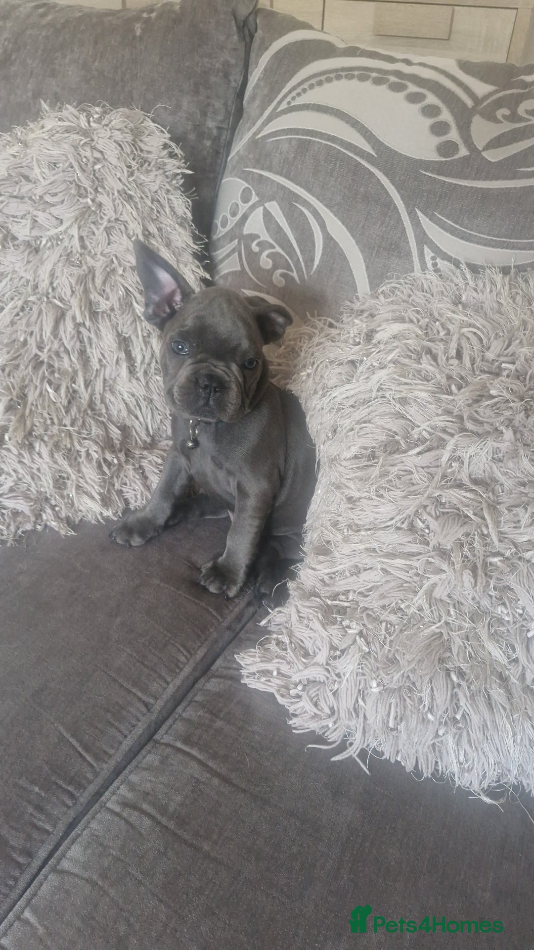 French Bulldog dogs for sale: Miss katie - Image 1