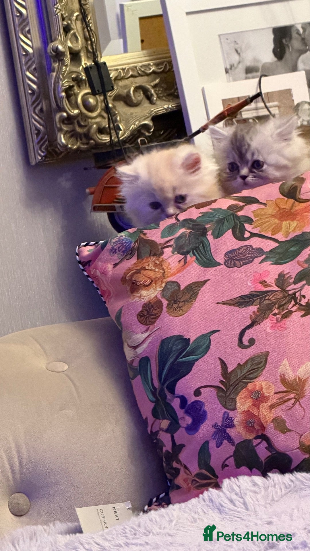 Persian cats for sale: Chinchilla exotic kittens  - Advert 3