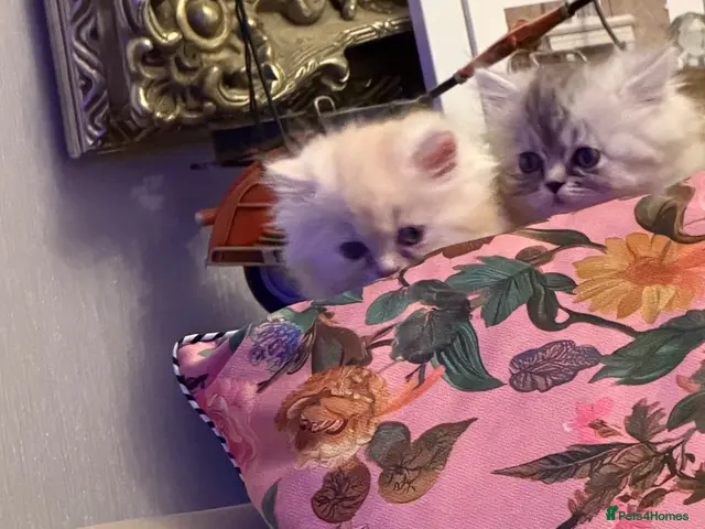 Persian cats for sale: Chinchilla exotic kittens - Advert 3