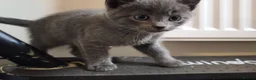 British Shorthair cats for sale: Kittens 🐈🐈🐈 in Bristol - Advert 6