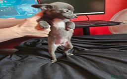 Pomchi dogs for sale: Pomchi puppys - Image 7