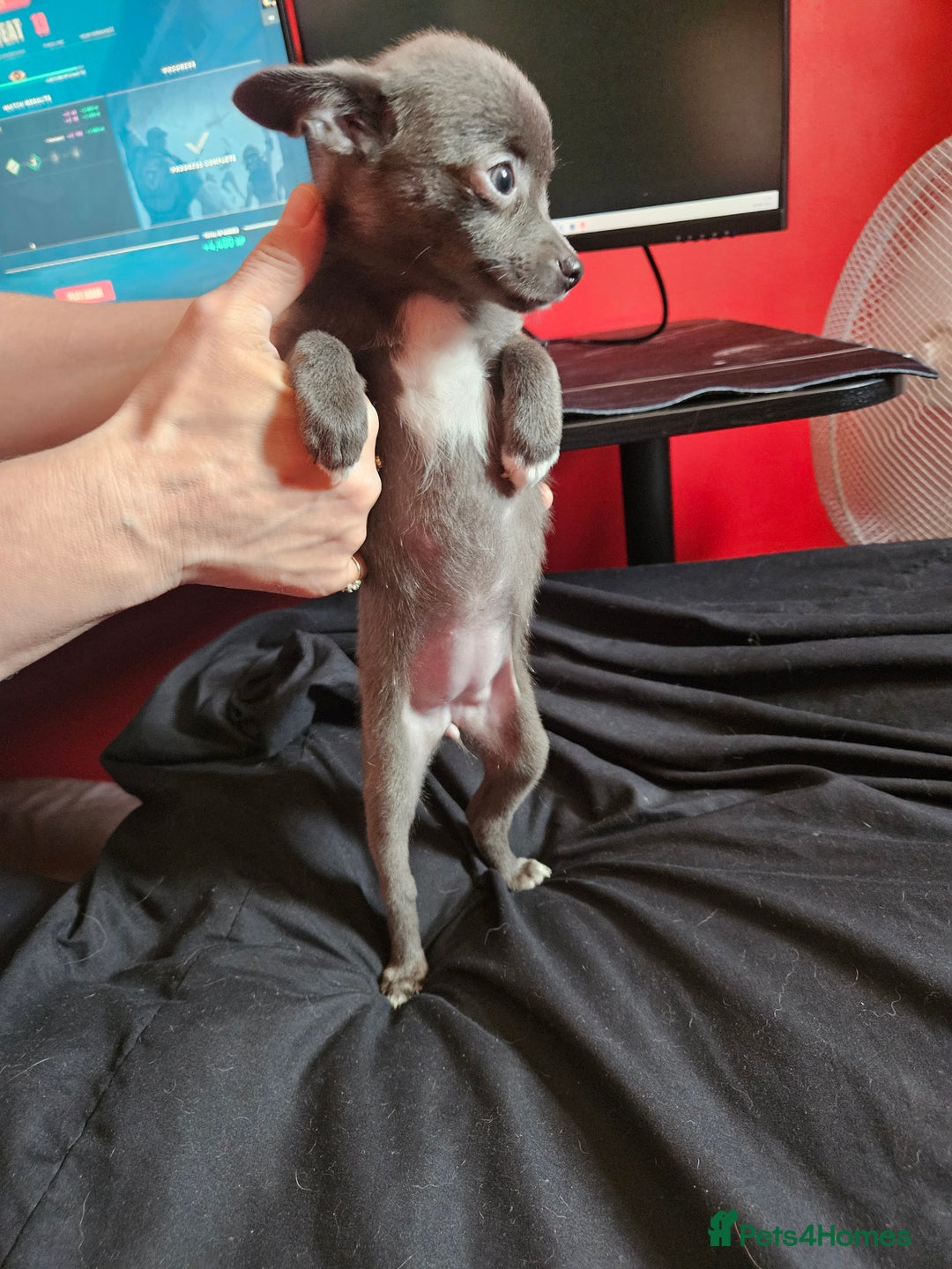 Pomchi dogs for sale: Pomchi puppys - Image 7