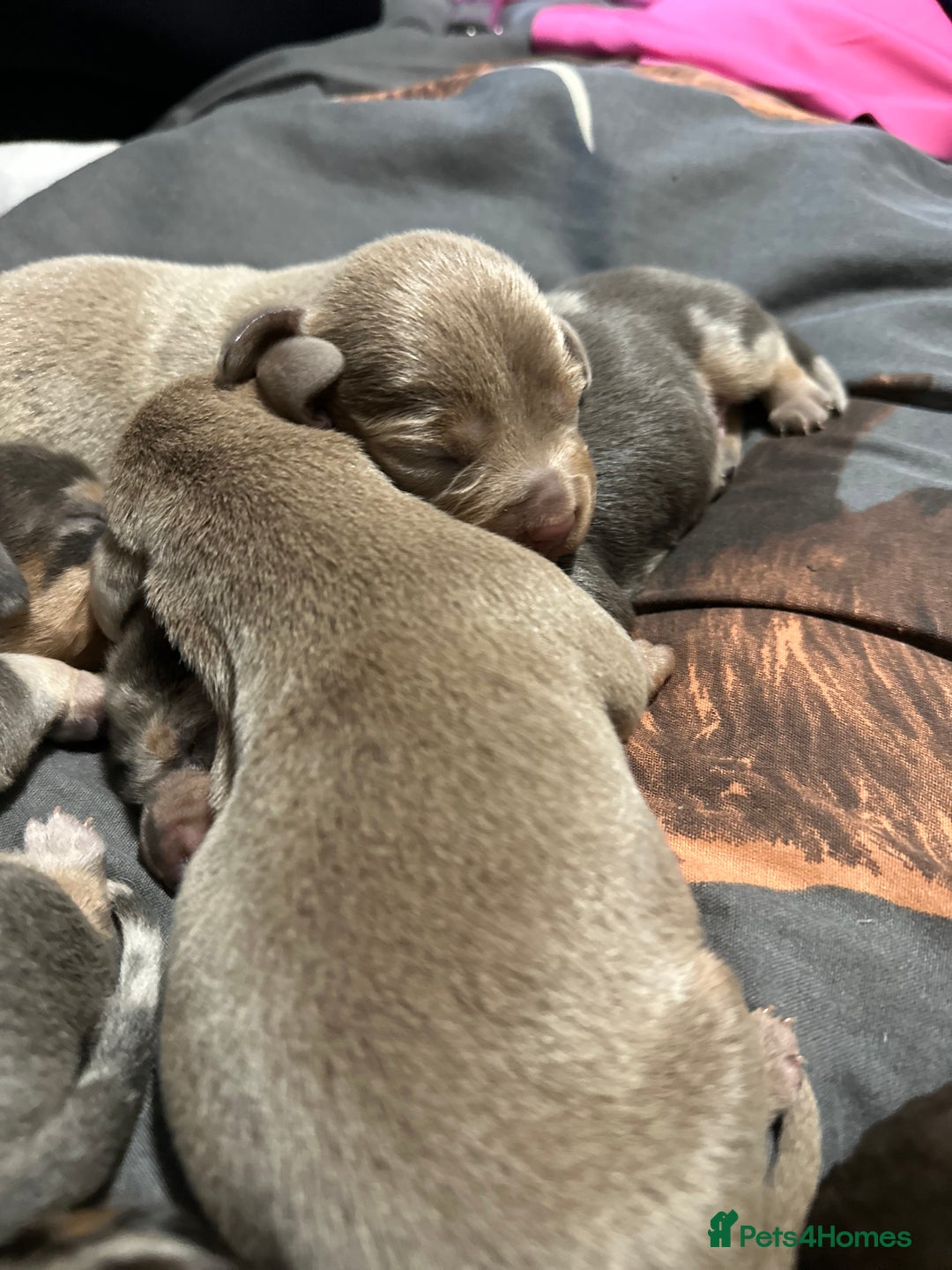 Dachshund dogs for sale: 7 Beautiful dachshund puppies  - Advert 21