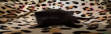 Mixed Breed Kitten 4