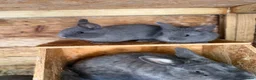 Mixed Breed rabbits for sale: Holicer Ready - Advert 1
