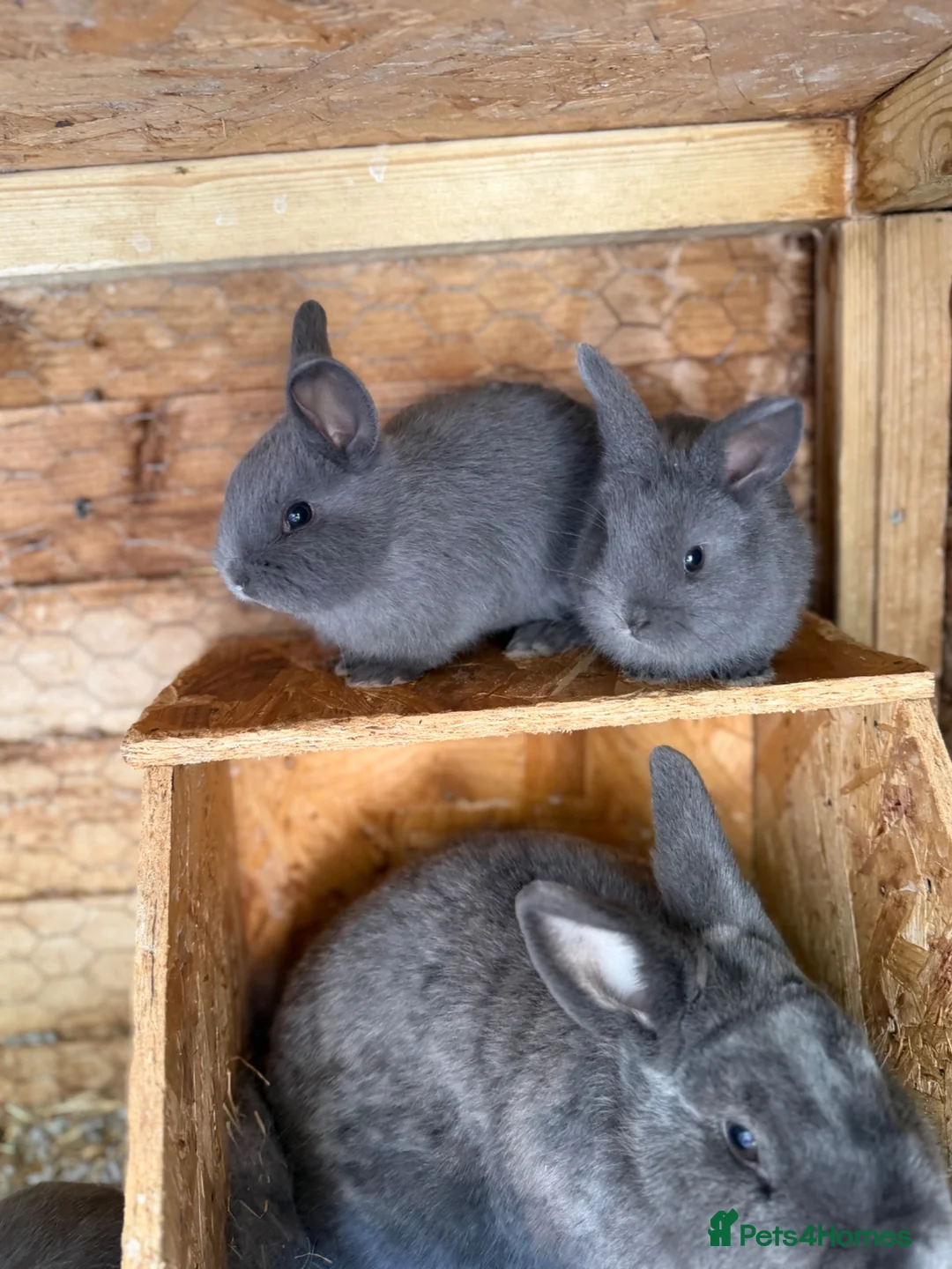Mixed Breed rabbits for sale: Holicer Ready - Advert 1