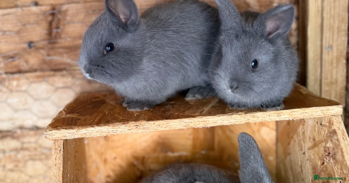 Rabbits for Sale for sale in Cardiff, Cardiff | Pets4Homes