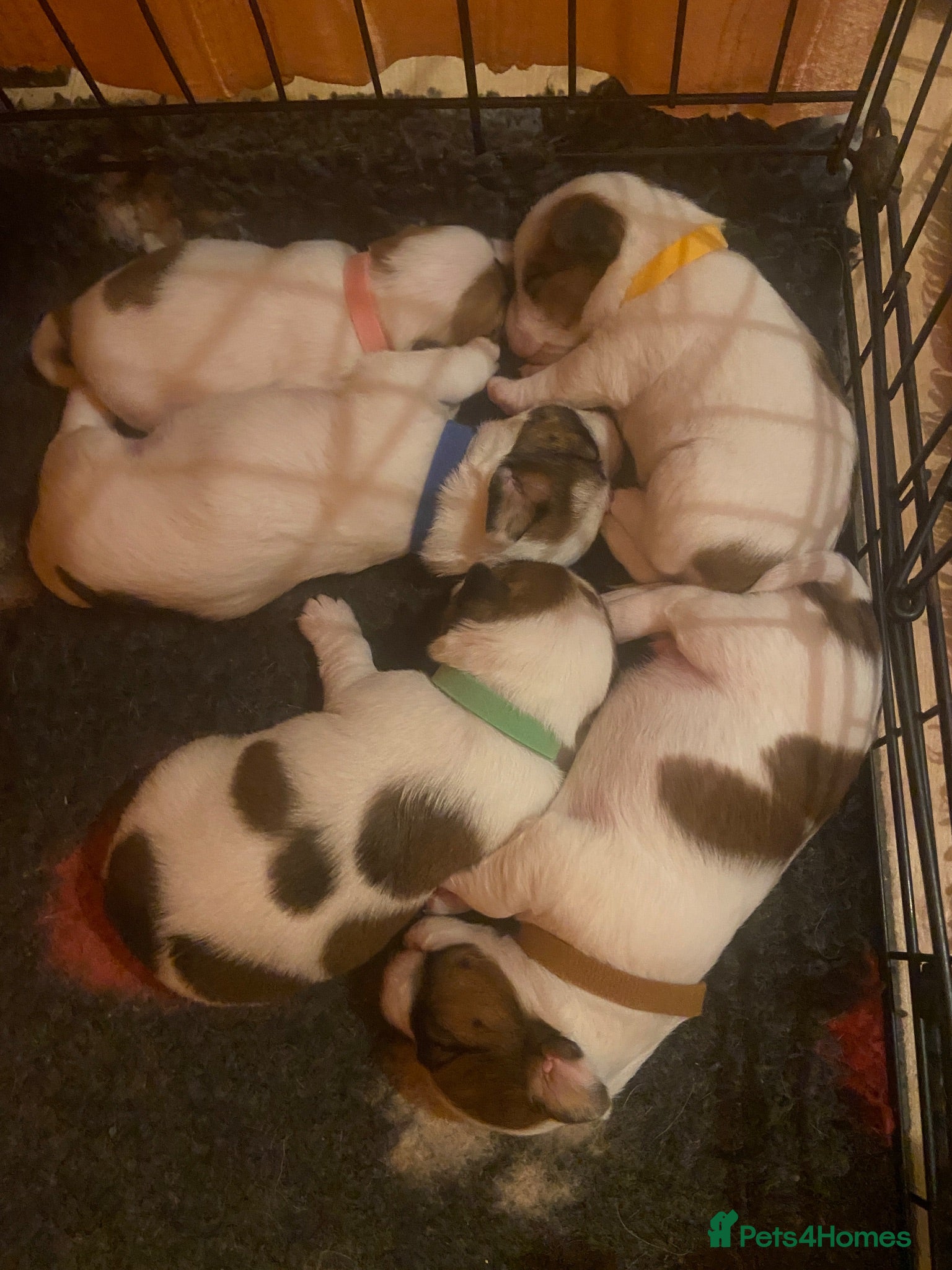 Jack Russell dogs 5 beautiful Jack Russell pups  - Advert 1