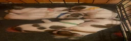 Jack Russell dogs for sale: 5 beautiful Jack Russell pups  in Whitchurch - Advert 1