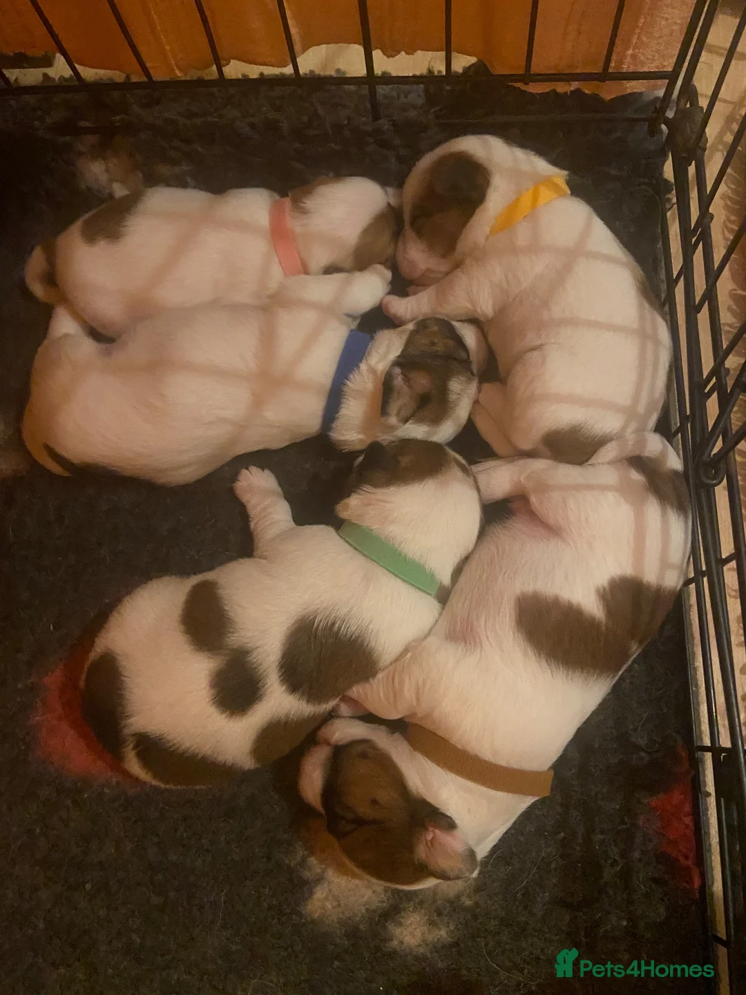 Jack Russell dogs for sale: 5 beautiful Jack Russell pups  in Whitchurch - Advert 1
