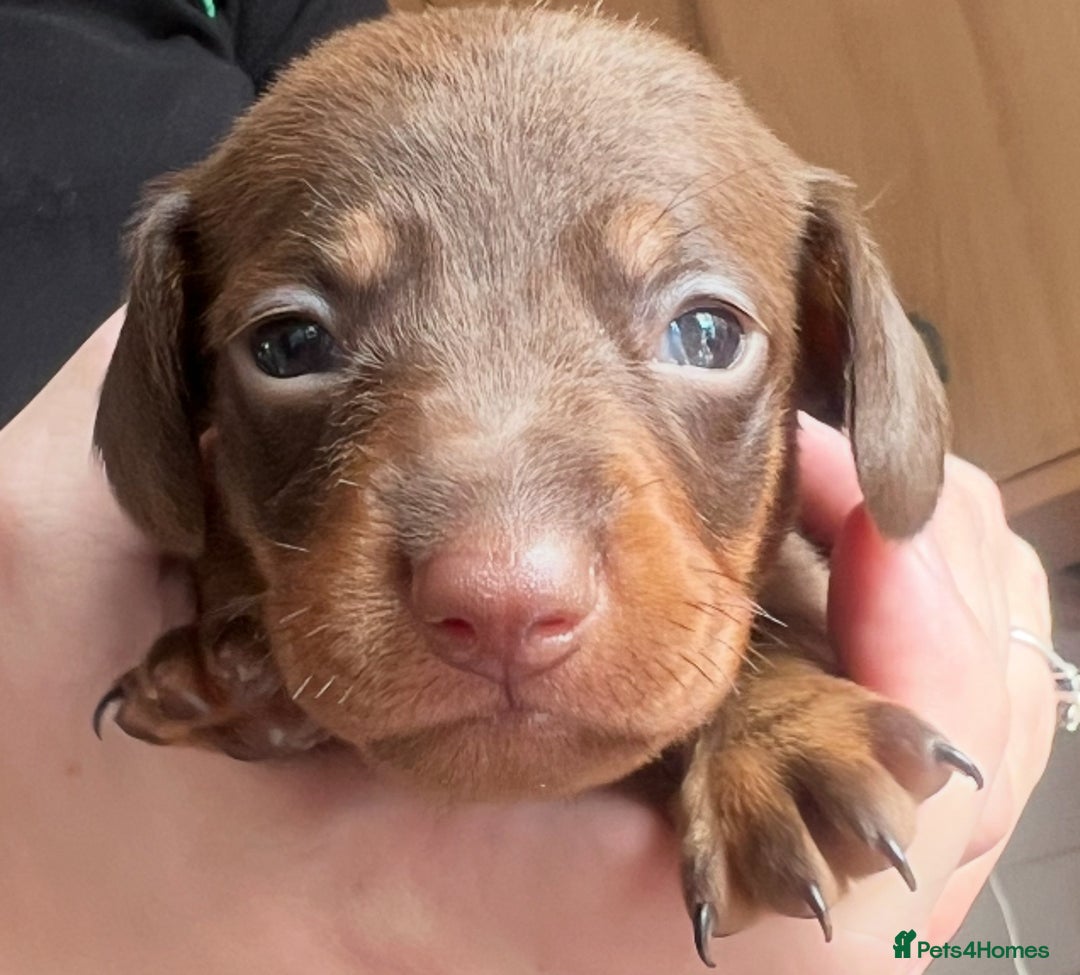 Dachshund dogs for sale: 7 Dachshund Puppies light & dark dapple and brown - Image 10